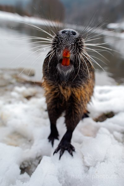 Nutrie říční (Myocastor coypus), Nutrie říční (Myocastor coypus) Nutria, Autor: Ondřej Prosický | NaturePhoto.cz, Model: Canon EOS 5D Mark II, Objektiv: Canon EF 24mm f/1.4 L USM II, fotografováno z ruky, Clona: 5.0, Doba expozice: 1/80 s, ISO: 400, Kompenzace expozice: +1/3, Blesk: Ne, Vytvořeno: 26. února 2013 15:55:41, Český Šternberk (Česko)  