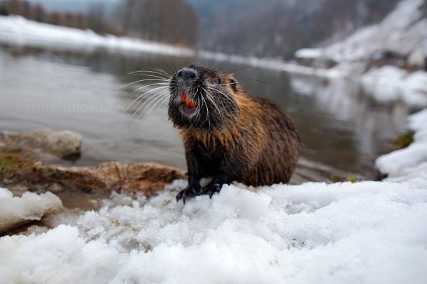 Nutrie říční (Myocastor coypus), Nutrie říční (Myocastor coypus) Nutria, Autor: Ondřej Prosický | NaturePhoto.cz, Model: Canon EOS 5D Mark II, Objektiv: Canon EF 24mm f/1.4 L USM II, fotografováno z ruky, Clona: 3.2, Doba expozice: 1/250 s, ISO: 400, Kompenzace expozice: +1/3, Blesk: Ne, Vytvořeno: 26. února 2013 15:56:51, Český Šternberk (Česko) 