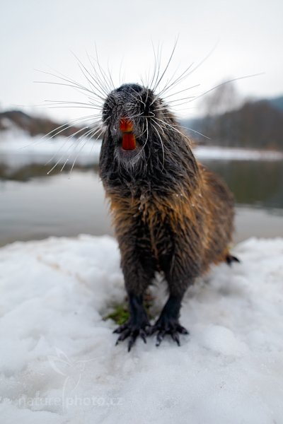 Nutrie říční (Myocastor coypus), Nutrie říční (Myocastor coypus) Nutria, Autor: Ondřej Prosický | NaturePhoto.cz, Model: Canon EOS 5D Mark II, Objektiv: Canon EF 24mm f/1.4 L USM II, fotografováno z ruky, Clona: 4.5, Doba expozice: 1/100 s, ISO: 400, Kompenzace expozice: +1/3, Blesk: Ne, Vytvořeno: 26. února 2013 16:02:56, Český Šternberk (Česko) 