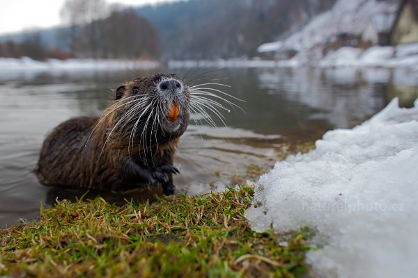 Nutrie říční (Myocastor coypus), Nutrie říční (Myocastor coypus) Nutria, Autor: Ondřej Prosický | NaturePhoto.cz, Model: Canon EOS 5D Mark II, Objektiv: Canon EF 24mm f/1.4 L USM II, fotografováno z ruky, Clona: 4.5, Doba expozice: 1/60 s, ISO: 400, Kompenzace expozice: +1/3, Blesk: Ne, Vytvořeno: 26. února 2013 16:04:16, Český Šternberk (Česko) 