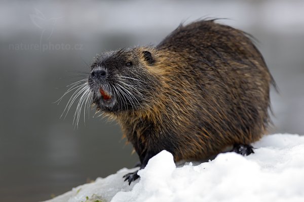 Nutrie říční (Myocastor coypus), Nutrie říční (Myocastor coypus) Nutria, Autor: Ondřej Prosický | NaturePhoto.cz, Model: Canon EOS 5D Mark II, Objektiv: Canon EF 200mm f/2.8 L USM, fotografováno z ruky, Clona: 4.5, Doba expozice: 1/250 s, ISO: 400, Kompenzace expozice: +1/3, Blesk: Ne, Vytvořeno: 26. února 2013 16:01:25, Český Šternberk (Česko)  