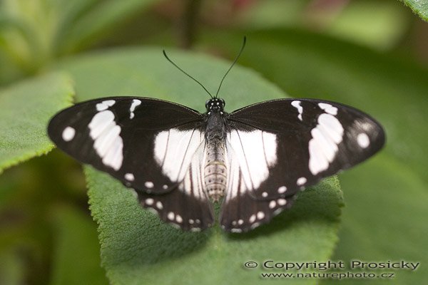 Common Mime (Chilasa clytia), Autor: Ondřej Prosický, Model aparátu: Canon EOS 20D, Objektiv: Canon EF 100mm f/2.8 Macro USM, fotografováno z ruky, Ohnisková vzdálenost: 100.00 mm, Clona: 3.50, Doba expozice: 1/200 s, ISO: 200, Vyvážení expozice: 0.00, Blesk: Ne, Vytvořeno: 7. října 2005 10:31:36, , skleník Fatamorgana, Botaniká zahrada Praha - Troja (ČR) 