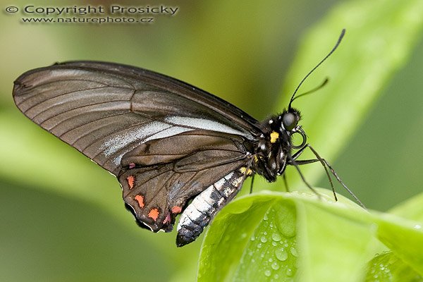 Common Mormon (Papilio polytes), Autor: Ondřej Prosický, Model aparátu: Canon EOS 20D, Objektiv: Canon EF 100mm f/2.8 Macro USM, fotografováno z ruky, Ohnisková vzdálenost: 100.00 mm, Clona: 4.00, Doba expozice: 1/200 s, ISO: 400, Vyvážení expozice: 0.00, Blesk: Ano, Vytvořeno: 7. října 2005 10:43:08, skleník Fatamorgana, Botaniká zahrada Praha - Troja (ČR) 