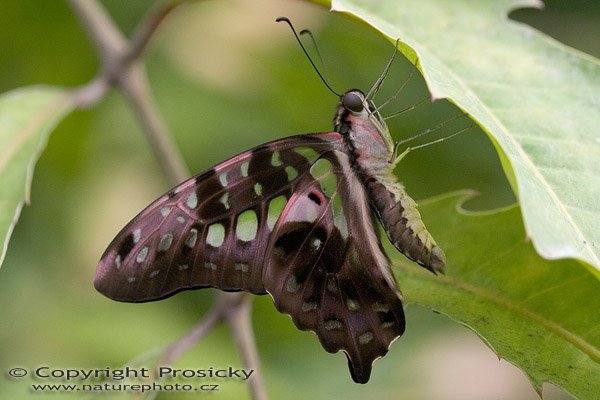 Tailed Jay (Graphium agamemnon), Tailed Jay (Graphium agamemnon), Autor: Ondřej Prosický, Model aparátu: Canon EOS 20D, Objektiv: Canon EF 100mm f/2.8 Macro USM, fotografováno z ruky, Ohnisková vzdálenost: 100.00 mm, Clona: 5.60, Doba expozice: 1/200 s, ISO: 400, Vyvážení expozice: 0.00, Blesk: Ne, Vytvořeno: 7. října 2005 10:52:30, , skleník Fatamorgana, Botaniká zahrada Praha - Troja (ČR)