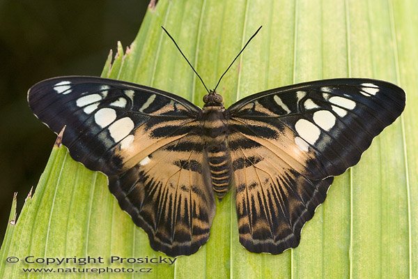 Clipper (Parthenos sylvia), Autor: Ondřej Prosický, Model aparátu: Canon EOS 20D, Objektiv: Canon EF 100mm f/2.8 Macro USM, fotografováno z ruky, Ohnisková vzdálenost: 100.00 mm, Clona: 5.00, Doba expozice: 1/200 s, ISO: 400, Vyvážení expozice: 0.00, Blesk: Ano, Vytvořeno: 7. října 2005 10:54:01, , skleník Fatamorgana, Botaniká zahrada Praha - Troja (ČR)