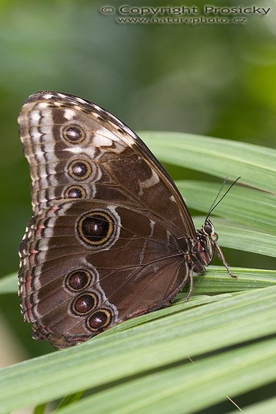 Owl Butterfly (Caligo memnon), Autor: Ondřej Prosický, Model aparátu: Canon EOS 20D, Objektiv: Canon EF 100mm f/2.8 Macro USM, fotografováno z ruky, Ohnisková vzdálenost: 100.00 mm, Clona: 4.50, Doba expozice: 1/200 s, ISO: 400, Vyvážení expozice: 0.00, Blesk: Ano, Vytvořeno: 7. října 2005 11:01:14, , skleník Fatamorgana, Botaniká zahrada Praha - Troja (ČR)