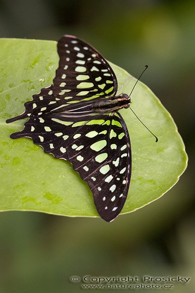 Graphium agamemnon, Autor: Ondřej Prosický, Model aparátu: Canon EOS 20D, Objektiv: Canon EF 100mm f/2.8 Macro USM, fotografováno z ruky, Ohnisková vzdálenost: 100.00 mm, Clona: 5.00, Doba expozice: 1/200 s, ISO: 400, Vyvážení expozice: -0.33, Blesk: Ne, Vytvořeno: 7. října 2005 11:06:58, , skleník Fatamorgana, Botaniká zahrada Praha - Troja (ČR)