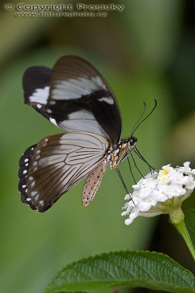 Common Mime (Chilasa clytia)?, Autor: Ondřej Prosický, Model aparátu: Canon EOS 20D, Objektiv: Canon EF 100mm f/2.8 Macro USM, fotografováno z ruky, Ohnisková vzdálenost: 100.00 mm, Clona: 4.00, Doba expozice: 1/200 s, ISO: 400, Vyvážení expozice: -0.33, Blesk: Ne, Vytvořeno: 7. října 2005 11:14:06, , skleník Fatamorgana, Botaniká zahrada Praha - Troja (ČR)