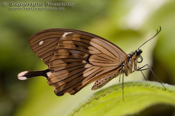 Mocker swallowtail (Papilio dardanus), Autor: Ondřej Prosický, Model aparátu: Canon EOS 20D, Objektiv: Canon EF 100mm f/2.8 Macro USM, fotografováno z ruky, Ohnisková vzdálenost: 100.00 mm, Clona: 4.00, Doba expozice: 1/200 s, ISO: 400, Vyvážení expozice: 0.00, Blesk: Ne, Vytvořeno: 7. října 2005 11:18:22, , skleník Fatamorgana, Botaniká zahrada Praha - Troja (ČR)