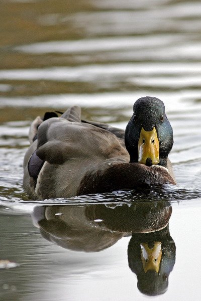 Kachna divoká (Anas platyrhynchos), Kachna divoká (Anas platyrhynchos), Common Mallard, Autor: Ondřej Prosický, Model aparátu: Canon EOS 300D DIGITAL, Objektiv: Canon EF 400mm f/5,6 L USM, Ohnisková vzdálenost: 400.00 mm, Clona: 5.60, Doba expozice: 1/800 s, ISO: 400, Vyvážení expozice: 0.33, Blesk: Ne, Vytvořeno: 24. října 2004 10:07:48, u Berounky, Černošice (ČR) 