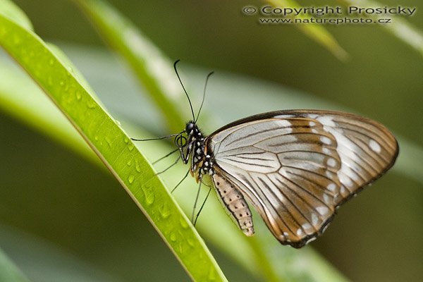 Common Mime (Chilasa clytia)?, Common Mime (Chilasa clytia), Autor: Ondřej Prosický, Model aparátu: Canon EOS 20D, Objektiv: Canon EF 100mm f/2.8 Macro USM, fotografováno z ruky, Ohnisková vzdálenost: 100.00 mm, Clona: 3.20, Doba expozice: 1/500 s, ISO: 400, Vyvážení expozice: 0.00, Blesk: Ne, Vytvořeno: 7. října 2005 11:32:26, , skleník Fatamorgana, Botaniká zahrada Praha - Troja (ČR)