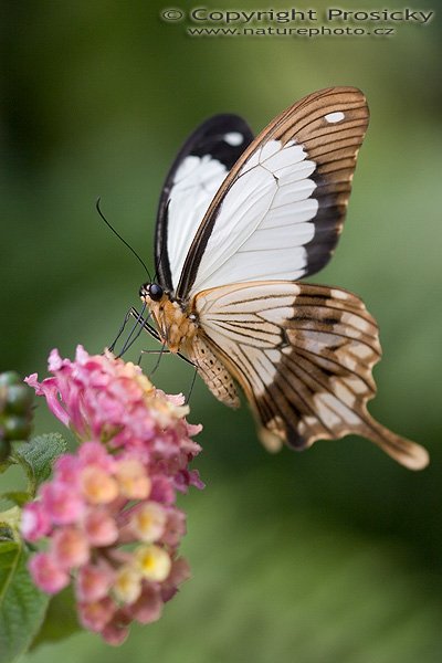 Common Mime (Chilasa clytia)?, Autor: Ondřej Prosický, Model aparátu: Canon EOS 20D, Objektiv: Canon EF 100mm f/2.8 Macro USM, fotografováno z ruky, Ohnisková vzdálenost: 100.00 mm, Clona: 3.20, Doba expozice: 1/640 s, ISO: 400, Vyvážení expozice: 0.00, Blesk: Ne, Vytvořeno: 7. října 2005 11:33:12, , skleník Fatamorgana, Botaniká zahrada Praha - Troja (ČR) 