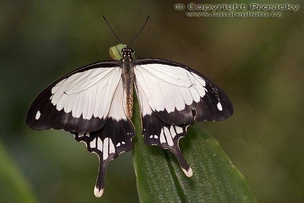 Common Mime (Chilasa clytia)?, Autor: Ondřej Prosický, Model aparátu: Canon EOS 20D, Objektiv: Canon EF 100mm f/2.8 Macro USM, fotografováno z ruky, Ohnisková vzdálenost: 100.00 mm, Clona: 3.20, Doba expozice: 1/1250 s, ISO: 400, Vyvážení expozice: 0.00, Blesk: Ne, Vytvořeno: 7. října 2005 11:35:12, , skleník Fatamorgana, Botaniká zahrada Praha - Troja (ČR)