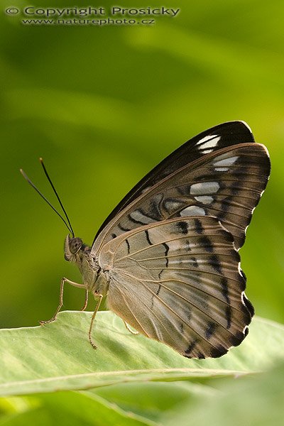 Clipper (Parthenos sylvia), Autor: Ondřej Prosický, Model aparátu: Canon EOS 20D, Objektiv: Canon EF 100mm f/2.8 Macro USM, fotografováno z ruky, Ohnisková vzdálenost: 100.00 mm, Clona: 5.00, Doba expozice: 1/200 s, ISO: 400, Vyvážení expozice: 0.00, Blesk: Ne, Vytvořeno: 7. října 2005 11:39:26, , skleník Fatamorgana, Botaniká zahrada Praha - Troja (ČR)