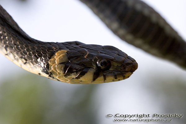 Užovka obojková (Natrix natrix), Autor: Ondřej Prosický, Model aparátu: Canon EOS 20D, Objektiv: Canon EF 100mm f/2.8 Macro USM, fotografováno z ruky, Ohnisková vzdálenost: 100.00 mm, Clona: 6.30, Doba expozice: 1/80 s, ISO: 100, Vyvážení expozice: 0.33, Blesk: Ne, Vytvořeno: 30. července 2005 13:21:49, Valteřice u České Lípy (ČR) 