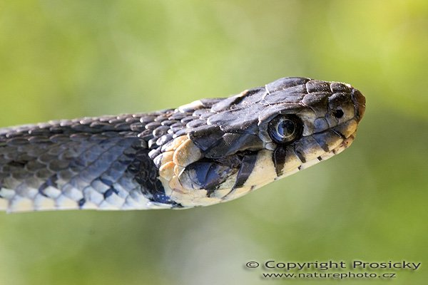 Užovka obojková (Natrix natrix), Autor: Ondřej Prosický, Model aparátu: Canon EOS 20D, Objektiv: Canon EF 100mm f/2.8 Macro USM, fotografováno z ruky, Ohnisková vzdálenost: 100.00 mm, Clona: 6.30, Doba expozice: 1/80 s, ISO: 200, Vyvážení expozice: 0.33, Blesk: Ne, Vytvořeno: 30. července 2005 13:22:35, Valteřice u České Lípy (ČR)