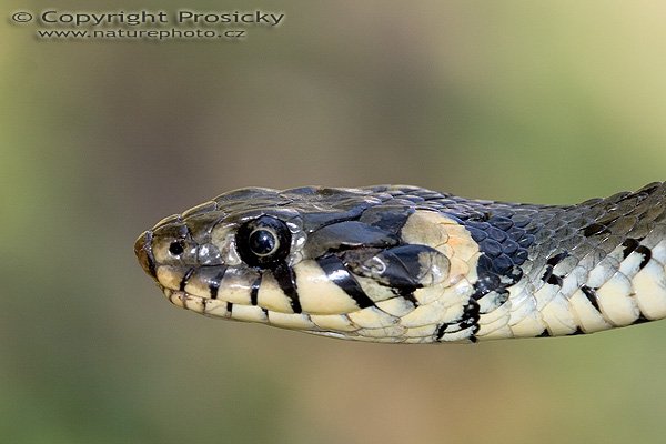 Užovka obojková (Natrix natrix), Autor: Ondřej Prosický, Model aparátu: Canon EOS 20D, Objektiv: Canon EF 100mm f/2.8 Macro USM, fotografováno z ruky, Ohnisková vzdálenost: 100.00 mm, Clona: 5.60, Doba expozice: 1/250 s, ISO: 200, Vyvážení expozice: 0.00, Blesk: Ano, Vytvořeno: 30. července 2005 13:26:07, Valteřice u České Lípy (ČR)