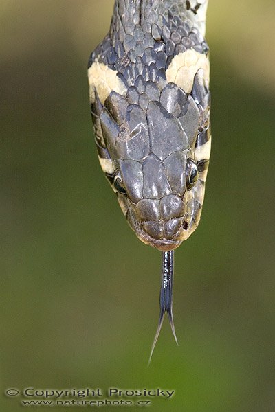 Užovka obojková (Natrix natrix), Autor: Ondřej Prosický, Model aparátu: Canon EOS 20D, Objektiv: Canon EF 100mm f/2.8 Macro USM, fotografováno z ruky, Ohnisková vzdálenost: 100.00 mm, Clona: 5.60, Doba expozice: 1/160 s, ISO: 400, Vyvážení expozice: 0.00, Blesk: Ano, Vytvořeno: 30. července 2005 13:26:53, Valteřice u České Lípy (ČR) 