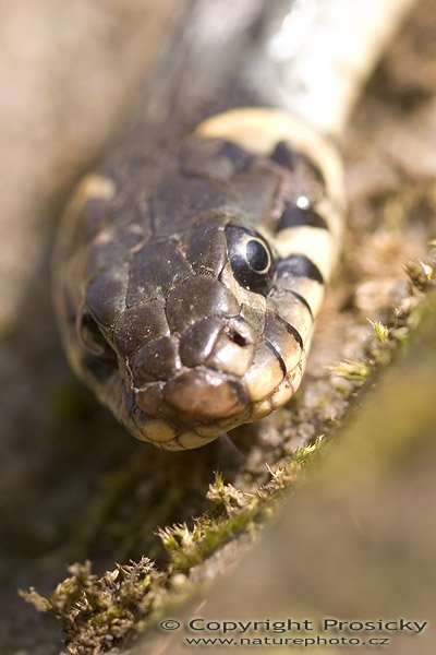 Užovka obojková (Natrix natrix), Autor: Ondřej Prosický, Model aparátu: Canon EOS 20D, Objektiv: Canon EF 100mm f/2.8 Macro USM, fotografováno z ruky, Ohnisková vzdálenost: 100.00 mm, Clona: 4.50, Doba expozice: 1/160 s, ISO: 100, Vyvážení expozice: 0.67, Blesk: Ne, Vytvořeno: 30. července 2005 13:36:05, Valteřice u České Lípy (ČR)