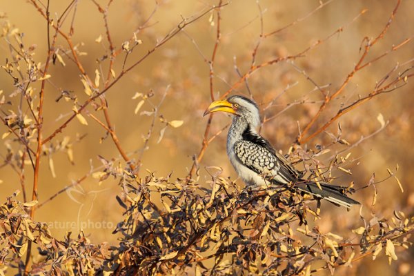 Zoborožec jihoafrický (Tockus leucomelas), Zoborožec jihoafrický (Tockus leucomelas) Southern Yellow-billed Hornbill, Autor: Ondřej Prosický | NaturePhoto.cz, Model: Canon EOS-1D Mark IV, Objektiv: Canon EF 400mm f/2.8 L IS II USM, fotografováno z ruky, Clona: 5.6, Doba expozice: 1/640 s, ISO: 200, Kompenzace expozice: -1/3, Blesk: Ne, Vytvořeno: 27. června 2012 7:44:23, Hwange National Park (Zimbabwe)