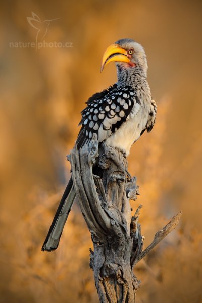 Zoborožec jihoafrický (Tockus leucomelas), Zoborožec jihoafrický (Tockus leucomelas) Southern Yellow-billed Hornbill, Autor: Ondřej Prosický | NaturePhoto.cz, Model: Canon EOS-1D Mark IV, Objektiv: Canon EF 400mm f/2.8 L IS II USM, fotografováno z ruky, Clona: 5.6, Doba expozice: 1/320 s, ISO: 400, Kompenzace expozice: -1/3, Blesk: Ne, Vytvořeno: 26. června 2012 17:17:09, Hwange National Park (Zimbabwe)