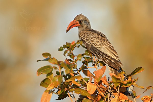 Zoborožec světlehnědý (Tockus bradfieldi), Zoborožec světlehnědý (Tockus bradfieldi) Bradfield&#039;s Hornbill, Autor: Ondřej Prosický | NaturePhoto.cz, Model: Canon EOS-1D Mark IV, Objektiv: Canon EF 400mm f/2.8 L IS II USM + TC Canon 2x, Ohnisková vzdálenost (EQ35mm): 1040 mm, fotografováno z auta, Clona: 5.6, Doba expozice: 1/250 s, ISO: 250, Kompenzace expozice: -1/3, Blesk: Ne, 27. června 2012 7:48:06, Hwange National Park (Zimbabwe)