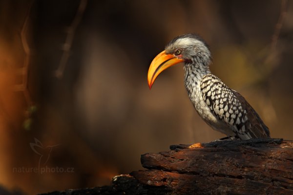 Zoborožec jihoafrický (Tockus leucomelas), Zoborožec jihoafrický (Tockus leucomelas) Southern Yellow-billed Hornbill, Autor: Ondřej Prosický | NaturePhoto.cz, Model: Canon EOS-1D Mark IV, Objektiv: Canon EF 400mm f/2.8 L IS II USM, fotografováno z ruky, Clona: 5.6, Doba expozice: 1/400 s, ISO: 400, Kompenzace expozice: -1/3, Blesk: Ano, Vytvořeno: 27. června 2012 12:44:33, Hwange National Park (Zimbabwe)