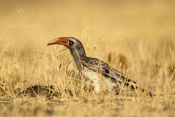 Zoborožec světlehnědý (Tockus bradfieldi), Zoborožec světlehnědý  (Tockus bradfieldi) Bradfield&#039;s Hornbill, Autor: Ondřej Prosický | NaturePhoto.cz, Model: Canon EOS-1D Mark IV, Objektiv: Canon EF 400mm f/2.8 L IS II USM, fotografováno z ruky, Clona: 5.6, Doba expozice: 1/1600 s, ISO: 125, Kompenzace expozice: -1/3, Blesk: Ano, Vytvořeno: 27. června 2012 8:40:23, Hwange National Park (Zimbabwe)