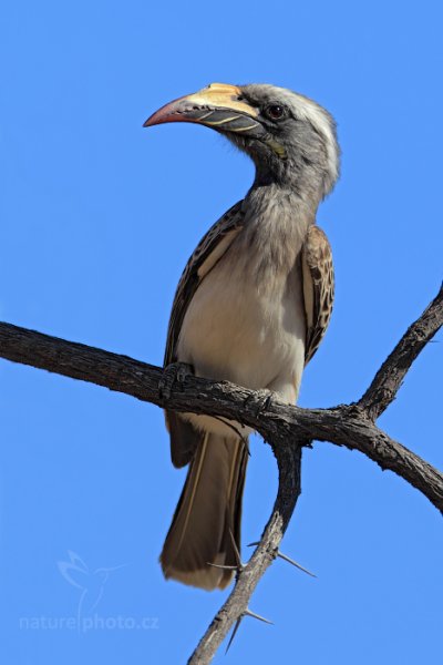 Zoborožec šedý (Tockus nasutus), Zoborožec šedý (Tockus nasutus) African Grey Hornbill, Autor: Ondřej Prosický | NaturePhoto.cz, Model: Canon EOS-1D Mark IV, Objektiv: Canon EF 400mm f/2.8 L IS II USM + TC Canon 2x, Ohnisková vzdálenost (EQ35mm): 1040 mm, fotografováno z auta, Clona: 7.1, Doba expozice: 1/800 s, ISO: 200, Kompenzace expozice: +1/3, Blesk: Ne, 29. června 2012 10:39:57, Hwange National Parkl (Zimbabwe)