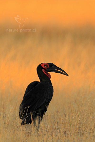 Zoborožec kaferský (Bucorvus leadbeateri), Zoborožec kaferský (Bucorvus leadbeateri) Southern Ground Hornbill, Autor: Ondřej Prosický | NaturePhoto.cz, Model: Canon EOS-1D Mark IV, Objektiv: Canon EF 400mm f/2.8 L IS II USM + TC Canon 2x, Ohnisková vzdálenost (EQ35mm): 1040 mm, fotografováno z auta, Clona: 6.3, Doba expozice: 1/500 s, ISO: 500, Kompenzace expozice: -1 1/3, Blesk: Ne, 30. června 2012 7:03:56, Hwange National Parkl (Zimbabwe)