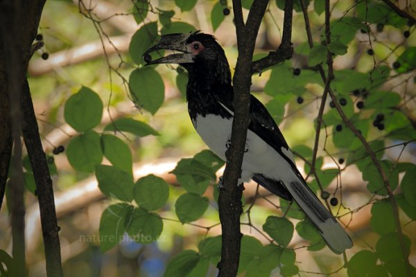 Zoborožec naříkavý (Bycanistes bucinator), Zoborožec naříkavý (Bycanistes bucinator) Trumpeter Hornbill, Autor: Ondřej Prosický | NaturePhoto.cz, Model: Canon EOS-1D Mark IV, Objektiv: Canon EF 400mm f/2.8 L IS II USM + TC Canon 2x, Ohnisková vzdálenost (EQ35mm): 1040 mm, stativ Gitzo, Clona: 7.1, Doba expozice: 1/125 s, ISO: 1000, Kompenzace expozice: -1/3, Blesk: Ano, 1. července 2012 11:22:49, Victoria Falls, Zambezi River (Zimbabwe)