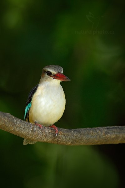 Ledňáček kápový (Halcyon albiventris), Ledňáček kápový (Halcyon albiventris) Brown-hooded Kingfisher, Autor: Ondřej Prosický | NaturePhoto.cz, Model: Canon EOS-1D Mark IV, Objektiv: Canon EF 400mm f/2.8 L IS II USM, fotografováno z ruky, Clona: 6.3, Doba expozice: 1/400 s, ISO: 1000, Kompenzace expozice: -2/3, Blesk: Ano, Vytvořeno: 3. července 2012 13:05:36, Chobe National Park (Botswana)