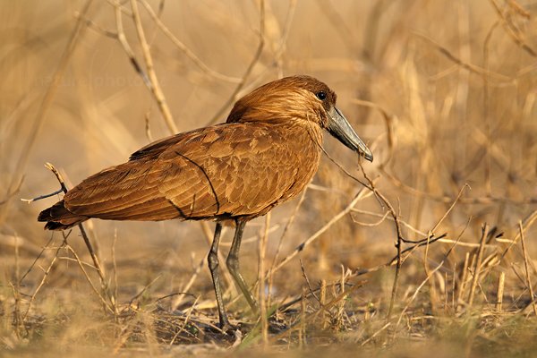 Kladivouš africký  (Scopus umbretta), Kladivouš africký  (Scopus umbretta) Hamerkop