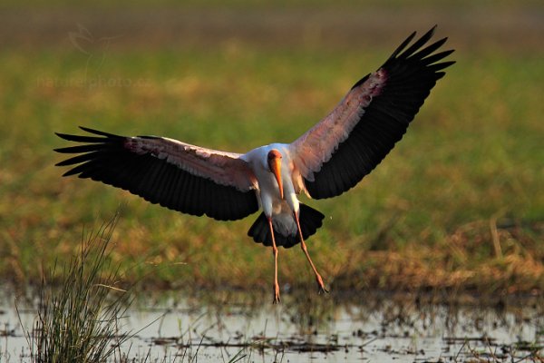 Nesyt africký (Mycteria ibis ), Nesyt africký (Mycteria ibis) Yellow-billed Storkl, Autor: Ondřej Prosický | NaturePhoto.cz, Model: Canon EOS-1D Mark IV, Objektiv: Canon EF 400mm f/2.8 L IS II USM, fotografováno z ruky, Clona: 4.0, Doba expozice: 1/4000 s, ISO: 400, Kompenzace expozice: -2/3, Blesk: Ne, Vytvořeno: 3. července 2012 15:40:20, Chobe National Park (Botswana)