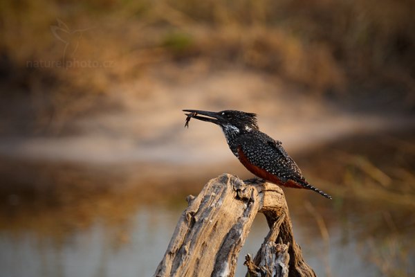 Rybařík velký (Megaceryle maxima) , Rybařík velký (Megaceryle maxima) Giant Kingfisher, Autor: Ondřej Prosický | NaturePhoto.cz, Model: Canon EOS-1D Mark IV, Objektiv: Canon EF 400mm f/2.8 L IS II USM, fotografováno z ruky, Clona: 5.6, Doba expozice: 1/500 s, ISO: 400, Kompenzace expozice: -1/3, Blesk: Ano, Vytvořeno: 4. července 2012 8:11:11, Chobe National Park (Botswana)