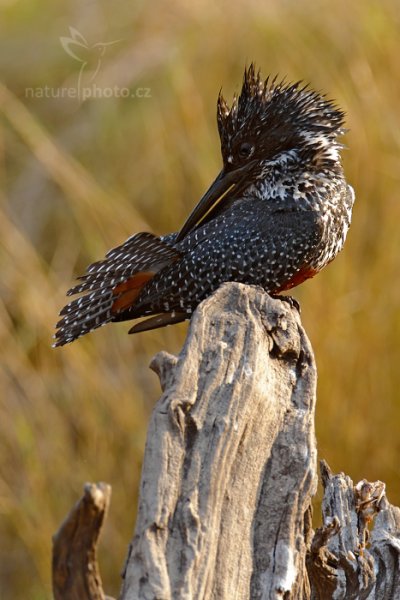 Rybařík velký (Megaceryle maxima), Rybařík velký (Megaceryle maxima) Giant Kingfisher, Autor: Ondřej Prosický | NaturePhoto.cz, Model: Canon EOS-1D Mark IV, Objektiv: Canon EF 400mm f/2.8 L IS II USM, fotografováno z ruky, Clona: 7.1, Doba expozice: 1/160 s, ISO: 400, Kompenzace expozice: +1/3, Blesk: Ano, Vytvořeno: 4. července 2012 8:12:59, Chobe National Park (Botswana)