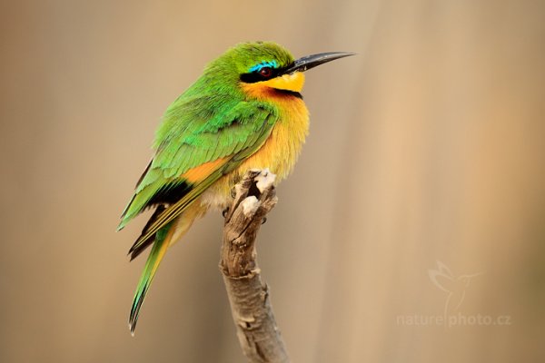 Vlha malá (Merops pusillus), Vlha malá (Merops pusillus) Little Bee-eater, Autor: Ondřej Prosický | NaturePhoto.cz, Model: Canon EOS-1D Mark IV, Objektiv: Canon EF 400mm f/2.8 L IS II USM, fotografováno z ruky, Clona: 7.1, Doba expozice: 1/400 s, ISO: 500, Kompenzace expozice: 0, Blesk: Ano, Vytvořeno: 4. července 2012 8:49:14, Chobe National Park (Botswana)