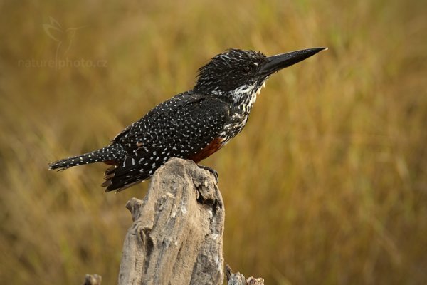 Rybařík velký (Megaceryle maxima), Rybařík velký (Megaceryle maxima) Giant Kingfisher, Autor: Ondřej Prosický | NaturePhoto.cz, Model: Canon EOS-1D Mark IV, Objektiv: Canon EF 400mm f/2.8 L IS II USM, fotografováno z ruky, Clona: 8.0, Doba expozice: 1/125 s, ISO: 500, Kompenzace expozice: 0, Blesk: Ano, Vytvořeno: 4. července 2012 8:15:01, Chobe National Park (Botswana)