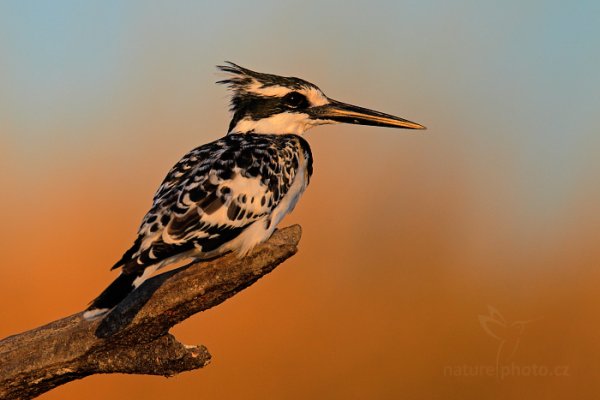 Rybařík jižní (Ceryle rudis), Rybařík jižní (Ceryle rudis) Pied Kingfisher, Autor: Ondřej Prosický | NaturePhoto.cz, Model: Canon EOS-1D Mark IV, Objektiv: Canon EF 400mm f/2.8 L IS II USM, fotografováno z ruky, Clona: 4.5, Doba expozice: 1/3200 s, ISO: 640, Kompenzace expozice: -1/3, Blesk: Ne, Vytvořeno: 2. července 2012 17:30:11, Chobe National Park (Botswana)