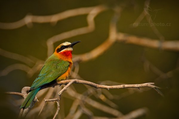 Vlha běločelá (Merops bullockoides) , Vlha běločelá (Merops bullockoides) White-fronted Bee-eater, Autor: Ondřej Prosický | NaturePhoto.cz, Model: Canon EOS-1D Mark IV, Objektiv: Canon EF 400mm f/2.8 L IS II USM, fotografováno z ruky, Clona: 5.0, Doba expozice: 1/2000 s, ISO: 640, Kompenzace expozice: -1/3, Blesk: Ne, Vytvořeno: 2. července 2012 15:46:04, Chobe National Park (Botswana)