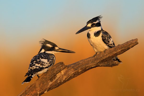 Rybařík jižní (Ceryle rudis), Rybařík jižní (Ceryle rudis) Pied Kingfisher, Autor: Ondřej Prosický | NaturePhoto.cz, Model: Canon EOS-1D Mark IV, Objektiv: Canon EF 400mm f/2.8 L IS II USM, fotografováno z ruky, Clona: 4.5, Doba expozice: 1/3200 s, ISO: 640, Kompenzace expozice: -1/3, Blesk: Ne, Vytvořeno: 2. července 2012 17:30:56, Chobe National Park (Botswana)