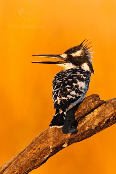 Rybařík jižní (Ceryle rudis), Rybařík jižní (Ceryle rudis) Pied Kingfisher, Autor: Ondřej Prosický | NaturePhoto.cz, Model: Canon EOS-1D Mark IV, Objektiv: Canon EF 400mm f/2.8 L IS II USM, fotografováno z ruky, Clona: 5.6, Doba expozice: 1/2000 s, ISO: 800, Kompenzace expozice: -1/3, Blesk: Ne, Vytvořeno: 2. července 2012 17:31:55, Chobe National Park (Botswana)