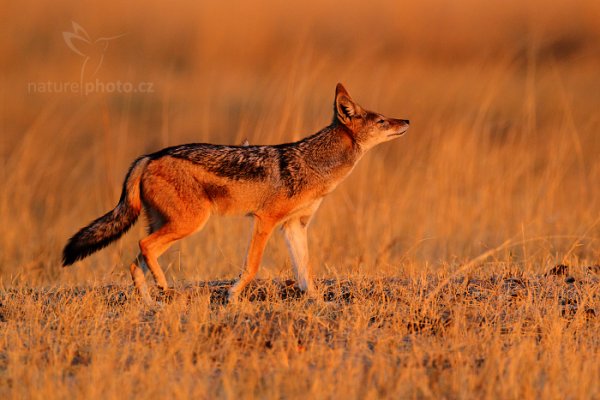 Šakal čabrakový (Canis mesomelas), Šakal čabrakový (Canis mesomelas) Black-backed Jackal, Autor: Ondřej Prosický | NaturePhoto.cz, Model: Canon EOS-1D Mark IV, Objektiv: Canon EF 400mm f/2.8 L IS II USM, fotografováno z ruky, Clona: 6.3, Doba expozice: 1/500 s, ISO: 800, Kompenzace expozice: -2/3, Blesk: Ne, Vytvořeno: 27. června 2012 17:31:24, Hwange National Park (Zimbabwe)