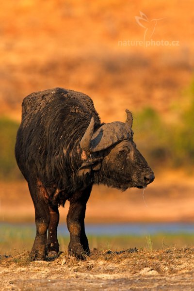 Buvol africký (Cyncerus cafer cafer), Buvol africký (Cyncerus cafer cafer) Buffalo, Autor: Ondřej Prosický | NaturePhoto.cz, Model: Canon EOS-1D Mark IV, Objektiv: Canon EF 400mm f/2.8 L IS II USM, fotografováno z ruky, Clona: 6.3, Doba expozice: 1/1250 s, ISO: 400, Kompenzace expozice: -2/3, Blesk: Ne, Vytvořeno: 3. července 2012 16:22:24, Chobe National Park (Botswana)