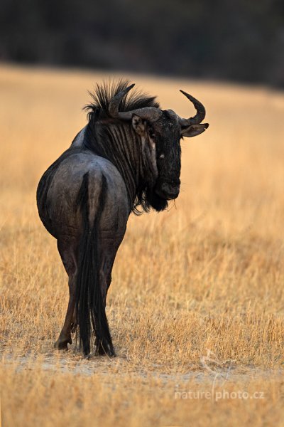 Pakůň žíhaný (Connochaetes taurinus), Pakůň žíhaný (Connochaetes taurinus) Blue wildebeest, Autor: Ondřej Prosický | NaturePhoto.cz, Model: Canon EOS-1D Mark IV, Objektiv: Canon EF 400mm f/2.8 L IS II USM, fotografováno z ruky, Clona: 3.2, Doba expozice: 1/200 s, ISO: 200, Kompenzace expozice: -1, Blesk: Ne, Vytvořeno: 28. června 2012 6:53:23, Hwange National Park (Zimbabwe)