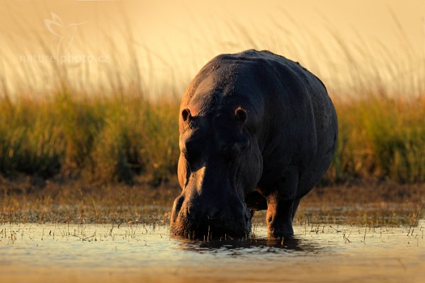 Hroch obojživelný (Hippopotamus amphibius capensis) , Hroch obojživelný (Hippopotamus amphibius capensis) Hippopotamus, Autor: Ondřej Prosický | NaturePhoto.cz, Model: Canon EOS-1D Mark IV, Objektiv: Canon EF 400mm f/2.8 L IS II USM, fotografováno z ruky, Clona: 6.3, Doba expozice: 1/800 s, ISO: 640, Kompenzace expozice: -1/3, Blesk: Ne, Vytvořeno: 2. července 2012 16:45:32, Chobe National Park (Botswana)