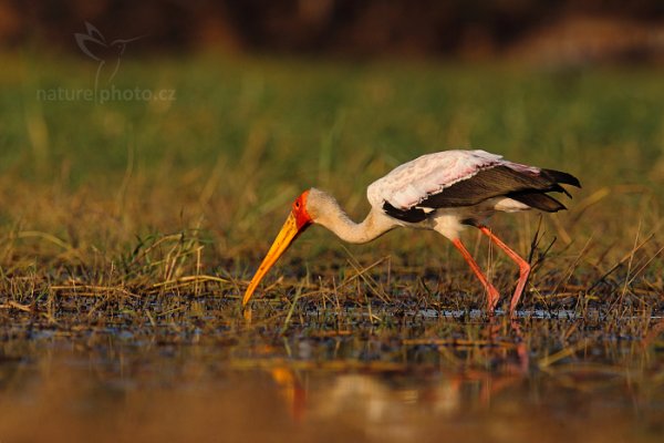 Nesyt africký (Mycteria ibis), Nesyt africký (Mycteria ibis) Yellow-billed Storkl, Autor: Ondřej Prosický | NaturePhoto.cz, Model: Canon EOS-1D Mark IV, Objektiv: Canon EF 400mm f/2.8 L IS II USM, fotografováno z ruky, Clona: 6.3, Doba expozice: 1/2500 s, ISO: 640, Kompenzace expozice: -2/3, Blesk: Ne, Vytvořeno: 2. července 2012 16:29:20, Chobe National Park (Botswana)