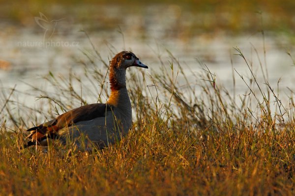 Husice egyptská (Alopochen aegyptiaca), Husice egyptská (Alopochen aegyptiaca ) Egyptian Goose, Autor: Ondřej Prosický | NaturePhoto.cz, Model: Canon EOS-1D Mark IV, Objektiv: Canon EF 400mm f/2.8 L IS II USM, fotografováno z ruky, Clona: 6.3, Doba expozice: 1/1250 s, ISO: 640, Kompenzace expozice: 0, Blesk: Ne, Vytvořeno: 2. července 2012 16:38:18, Chobe National Park (Botswana)