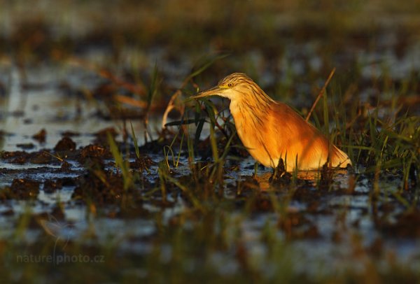 Volavka vlasatá (Ardeola ralloides), Volavka vlasatá (Ardeola ralloides) Squacco Heron, Autor: Ondřej Prosický | NaturePhoto.cz, Model: Canon EOS-1D Mark IV, Objektiv: Canon EF 400mm f/2.8 L IS II USM, fotografováno z ruky, Clona: 6.3, Doba expozice: 1/2000 s, ISO: 640, Kompenzace expozice: -2/3, Blesk: Ne, Vytvořeno: 2. července 2012 17:02:33, Chobe National Park (Botswana)