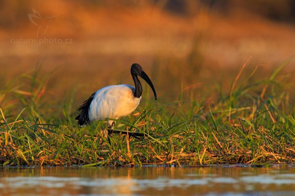 Ibis posvátný  (Threskiornis aethiopicus), Ibis posvátný  (Threskiornis aethiopicus) Sacred Ibis, Autor: Ondřej Prosický | NaturePhoto.cz, Model: Canon EOS-1D Mark IV, Objektiv: Canon EF 400mm f/2.8 L IS II USM, fotografováno z ruky, Clona: 7.1, Doba expozice: 1/800 s, ISO: 640, Kompenzace expozice: -1/3, Blesk: Ne, Vytvořeno: 2. července 2012 17:17:30, Chobe National Park (Botswana)